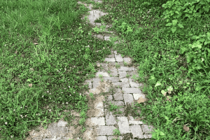 Path covered in overgrown vegetation